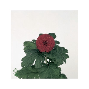 Chrys 1d gr kiev rood