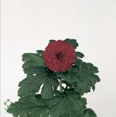 <h4>Chrys 1d gr kiev rood</h4>