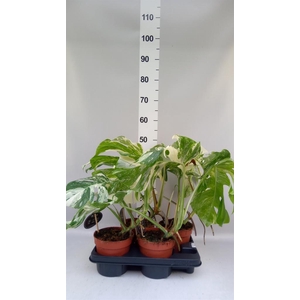 Monstera delic. 'Variegata'