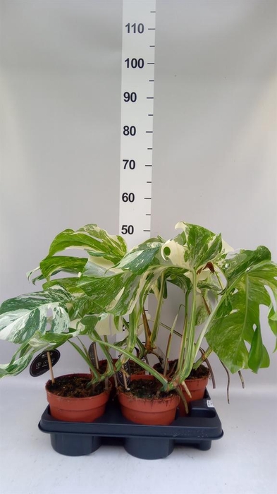 <h4>Monstera delic. 'Variegata'</h4>