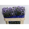 Aster Cassandra