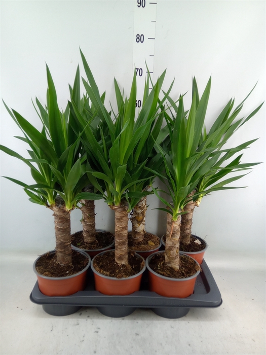 <h4>Yucca elephantipes   ...</h4>