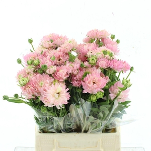 Ran Nat Moderna Natura