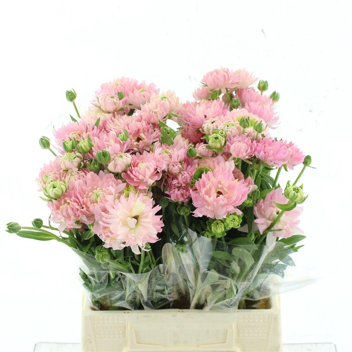 <h4>Ran Nat Moderna Natura</h4>