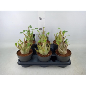 Adenium NB 'Ansu Baobab'