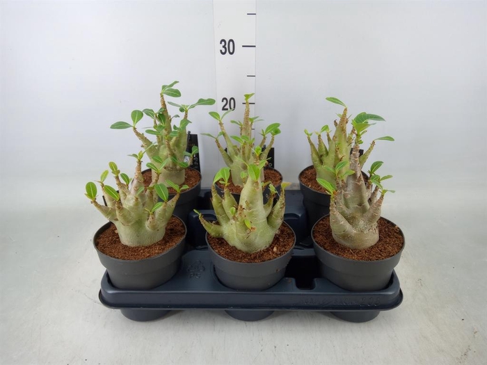 <h4>Adenium NB 'Ansu Baobab'</h4>