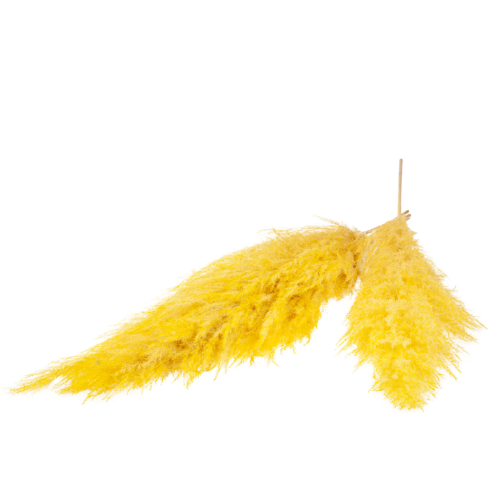 <h4>Pampasgras 115cm 5pc Bunch Yellow</h4>