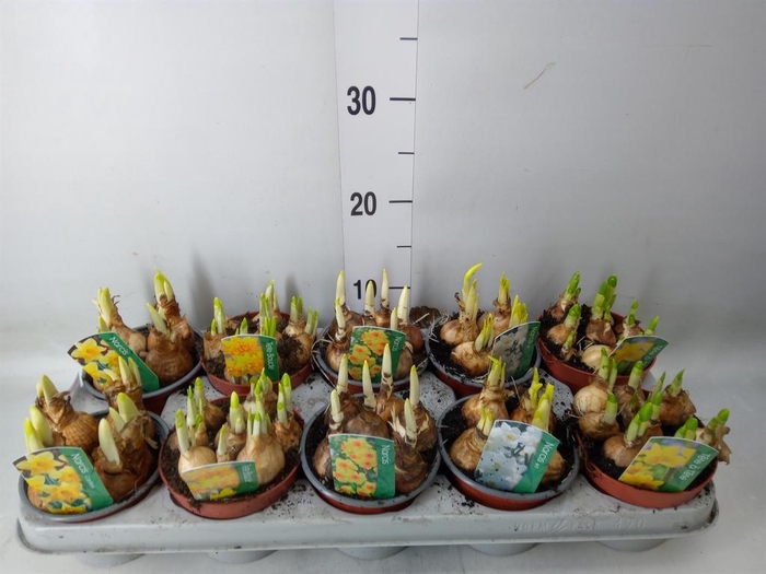 <h4>Narcissus ...mix 3</h4>