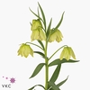 FRIT PALLIDIFLORA
