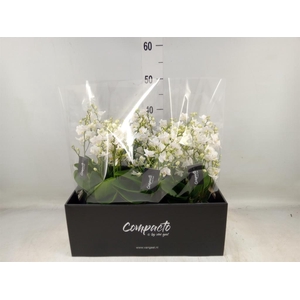 Phalaenopsis multi. 'White Punch'