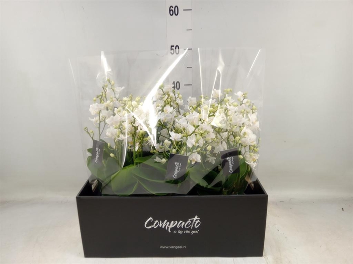 <h4>Phalaenopsis multi. 'White Punch'</h4>