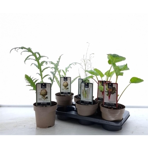 Bio tuinplanten gemengde groenteplanten