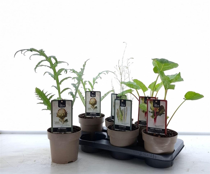 <h4>Bio tuinplanten gemengde groenteplanten</h4>