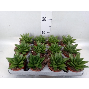 Gasteria