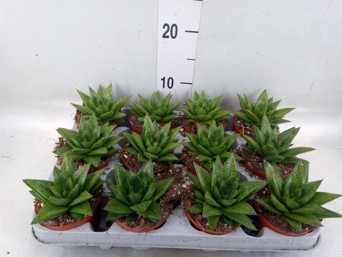 <h4>Gasteria</h4>