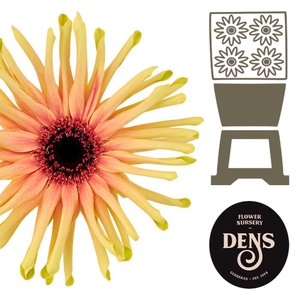 Gerbera Pasta Rebel Typhoon Diamond