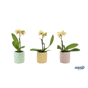 3D Keramiek Tiny Dolls Geel 1T7+ Aqu@