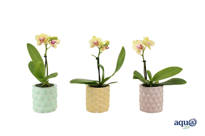 <h4>3D Keramiek Tiny Dolls Geel 1T7+ Aqu@</h4>