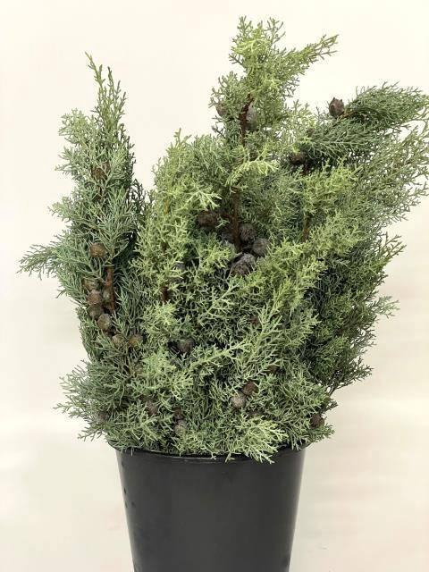 <h4>CUPRES AR GLAUCA BS</h4>