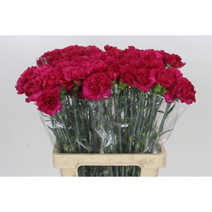 Dianthus St Aglianico