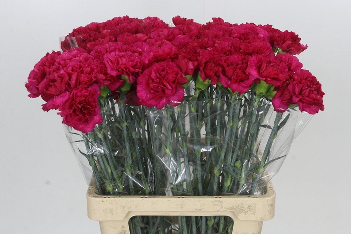 Dianthus St Aglianico