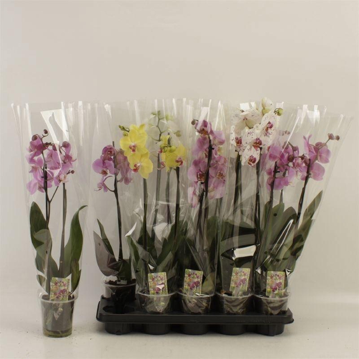 <h4>PHAL GEM</h4>