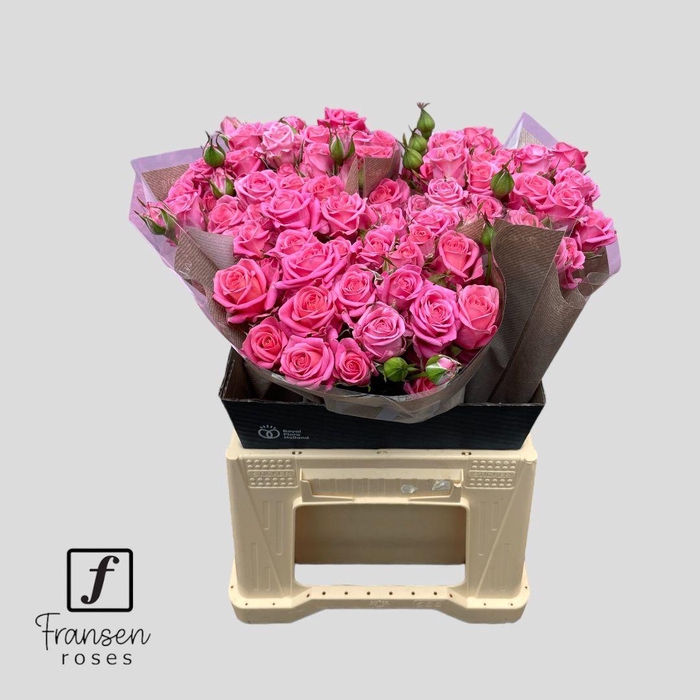 <h4>R TR Emilia 40cm</h4>