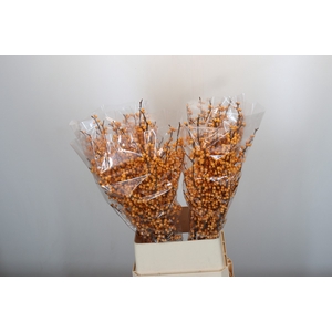 Ilex Golden Verboom