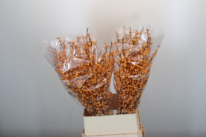 <h4>Ilex Golden Verboom</h4>