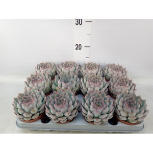 Echeveria  'Hercules'