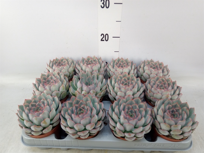 <h4>Echeveria  'Hercules'</h4>