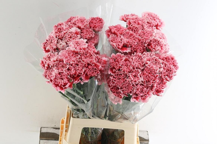 <h4>Di St Cheerio</h4>