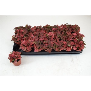 HYPOESTES ROOD