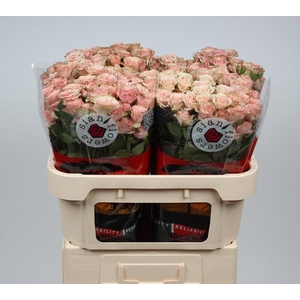 R TR LATOYA