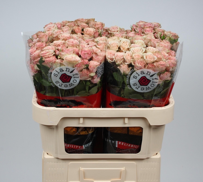 <h4>R TR LATOYA</h4>