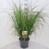 Pennisetum alopecuroides