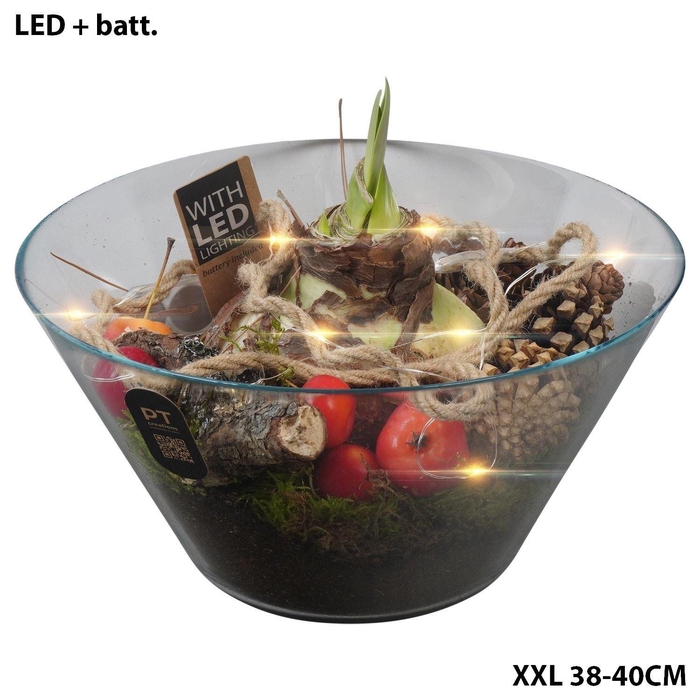 <h4>Arr.  Hippeastrum  H%</h4>