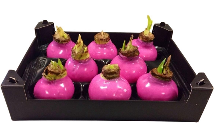 <h4>HIPP BOL WAX H%</h4>