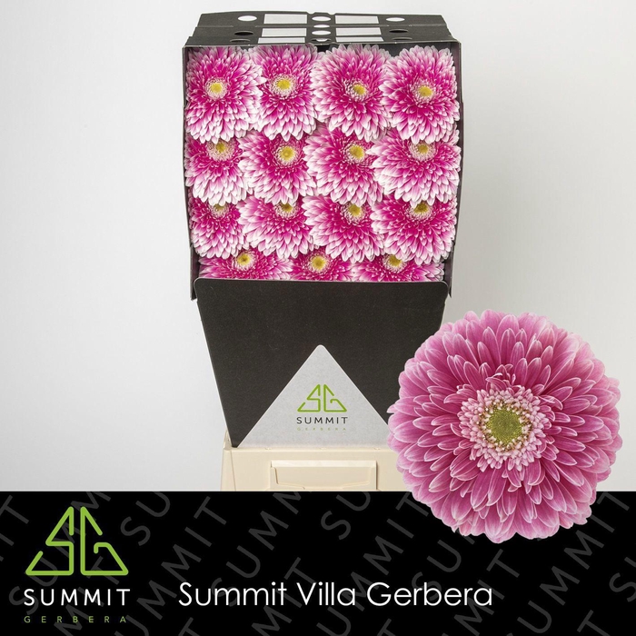 <h4>GE GB POM POWER BALL</h4>