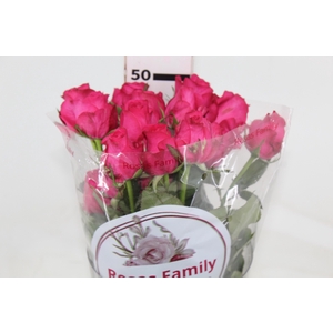 ROSA IVY 050 CM ESTUFA