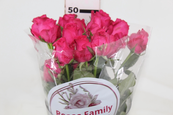 <h4>ROSA IVY 050 CM ESTUFA</h4>