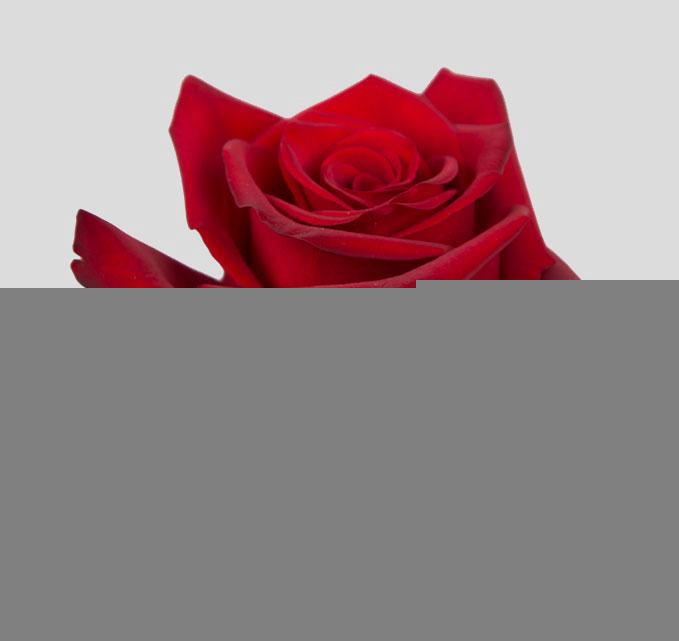 <h4>R GR EXPLORER</h4>