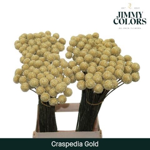 Craspedia L70 Metallic gold