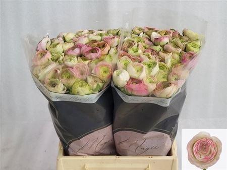 <h4>Ran Aazur Pi Stripe</h4>