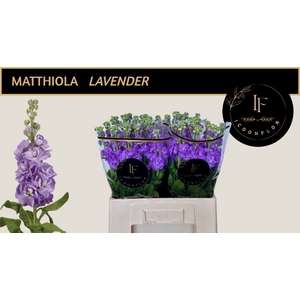 MATTH MATHILDA LAVEN