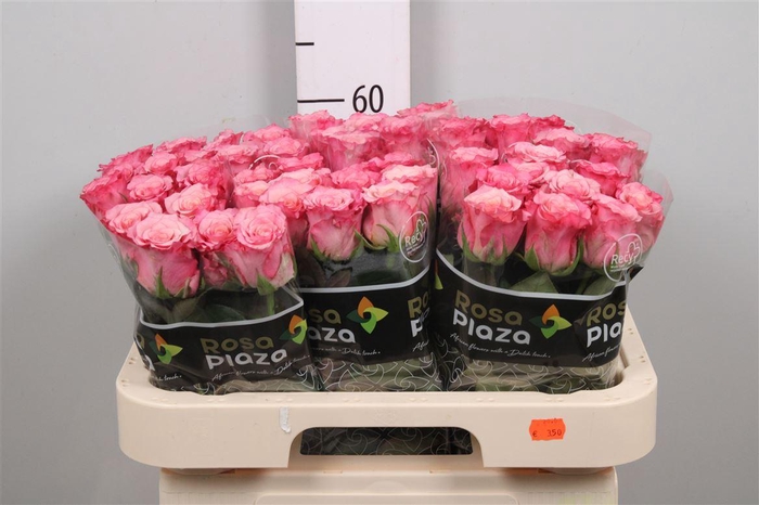 <h4>R Gr Ramonda</h4>