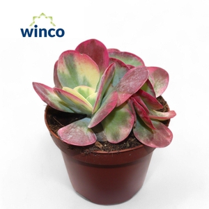 Kalanchoe Thyrsiflora Variegata (group)