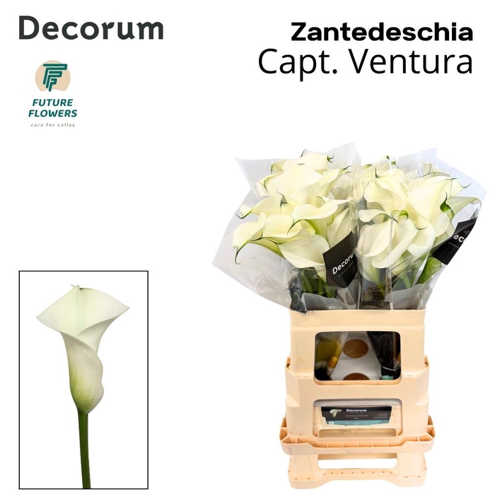 <h4>ZANT CAPT VENTURA</h4>