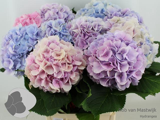 <h4>HYDR M CH VERENA BL</h4>