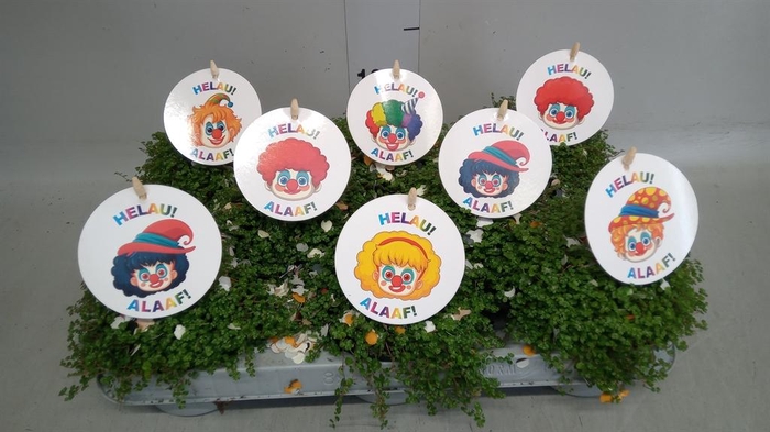 <h4>Soleirolia soleirolii   ...green</h4>